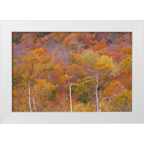 USA-New Hampshire-New England Fall colors on hillsides along highway 16 north of Jackson White Modern Wood Framed Art Print by Gulin, Sylvia