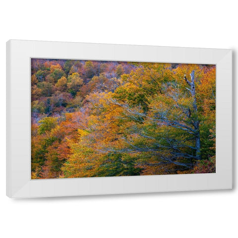 USA-New Hampshire-New England Fall colors on hillsides along highway 16 north of Jackson White Modern Wood Framed Art Print by Gulin, Sylvia