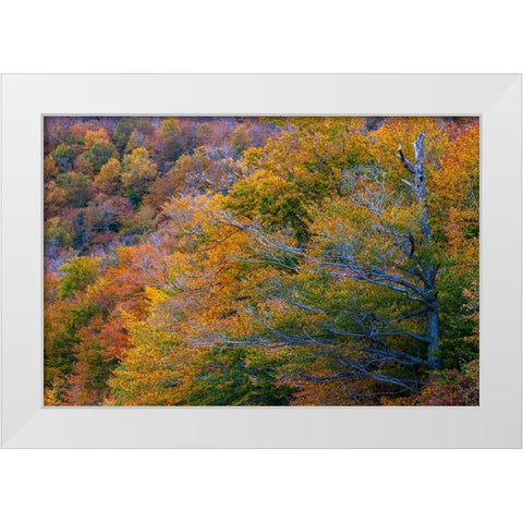 USA-New Hampshire-New England Fall colors on hillsides along highway 16 north of Jackson White Modern Wood Framed Art Print by Gulin, Sylvia