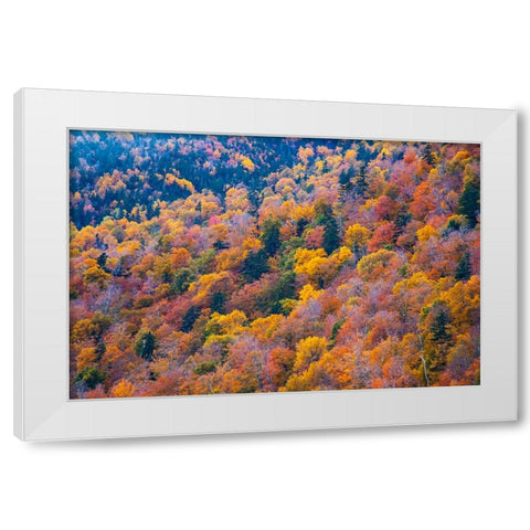 USA-New Hampshire-New England Fall colors on hillsides along highway 16 north of Jackson White Modern Wood Framed Art Print by Gulin, Sylvia