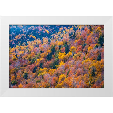 USA-New Hampshire-New England Fall colors on hillsides along highway 16 north of Jackson White Modern Wood Framed Art Print by Gulin, Sylvia