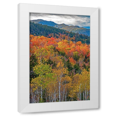 USA-New Hampshire-New England Fall colors on hillsides along highway 16 north of Jackson White Modern Wood Framed Art Print by Gulin, Sylvia