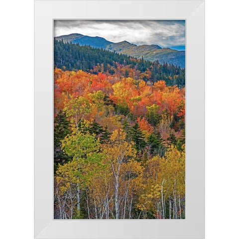 USA-New Hampshire-New England Fall colors on hillsides along highway 16 north of Jackson White Modern Wood Framed Art Print by Gulin, Sylvia
