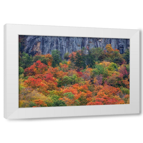 USA-New Hampshire-New England Crawford Notch Sate Park along highway 302 in Fall color White Modern Wood Framed Art Print by Gulin, Sylvia