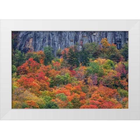 USA-New Hampshire-New England Crawford Notch Sate Park along highway 302 in Fall color White Modern Wood Framed Art Print by Gulin, Sylvia