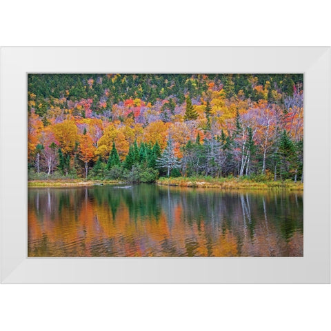 USA-New Hampshire-New England Fall colors reflected in the waters of the Saco River Crawford Notch  White Modern Wood Framed Art Print by Gulin, Sylvia