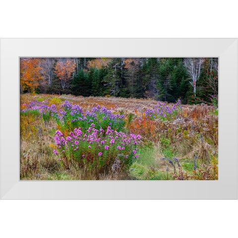 USA-New Hampshire-New England field off of highway 302 with Autumn daisies and hillside backdrop wi White Modern Wood Framed Art Print by Gulin, Sylvia