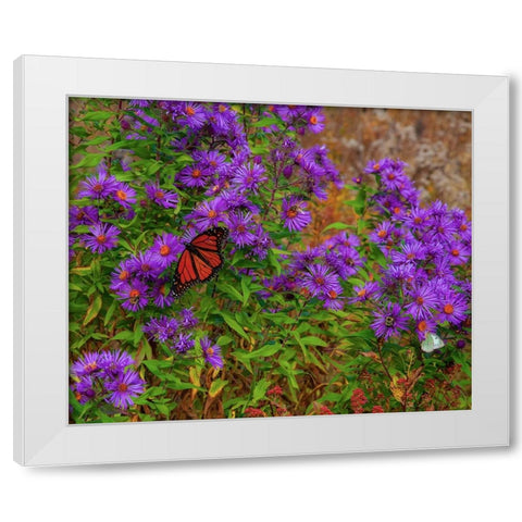 USA-New Hampshire field of daisies with Monarch Butterfly feeding just off of Highway 302 White Modern Wood Framed Art Print by Gulin, Sylvia