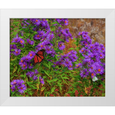 USA-New Hampshire field of daisies with Monarch Butterfly feeding just off of Highway 302 White Modern Wood Framed Art Print by Gulin, Sylvia