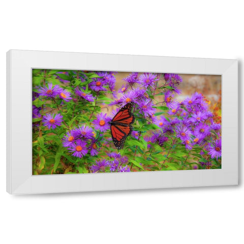 USA-New Hampshire field of daisies with Monarch Butterfly feeding just off of Highway 302 White Modern Wood Framed Art Print by Gulin, Sylvia