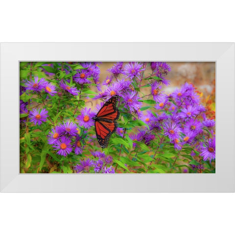 USA-New Hampshire field of daisies with Monarch Butterfly feeding just off of Highway 302 White Modern Wood Framed Art Print by Gulin, Sylvia