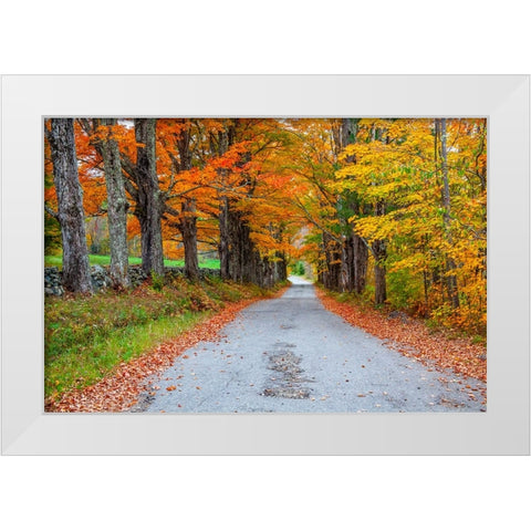 USA-New Hampshire-One lane road lined with Maple trees and stone fence in Autumn White Modern Wood Framed Art Print by Gulin, Sylvia