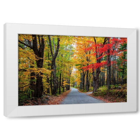 USA-New Hampshire-tree-lined road with maple trees in Fall colors White Modern Wood Framed Art Print by Gulin, Sylvia