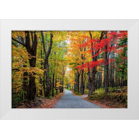 USA-New Hampshire-tree-lined road with maple trees in Fall colors White Modern Wood Framed Art Print by Gulin, Sylvia