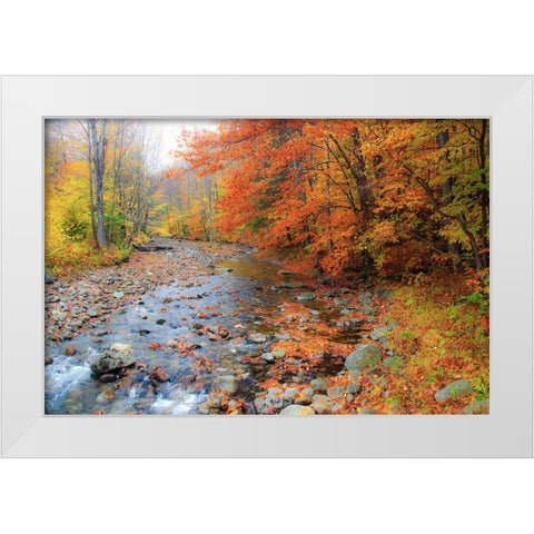 USA-New Hampshire Autumn colors on Maple-Beech trees along the edge of the river White Modern Wood Framed Art Print by Gulin, Sylvia