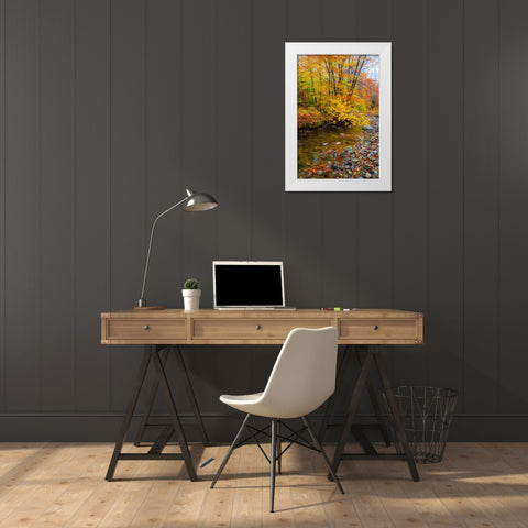 USA-New Hampshire Autumn colors on Maple-Beech trees along the edge of the river White Modern Wood Framed Art Print by Gulin, Sylvia