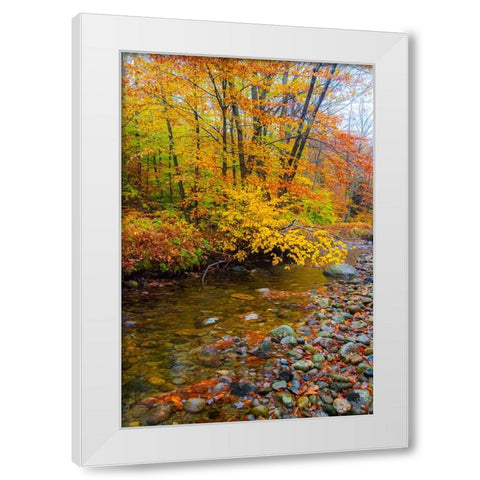 USA-New Hampshire Autumn colors on Maple-Beech trees along the edge of the river White Modern Wood Framed Art Print by Gulin, Sylvia