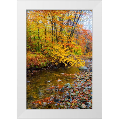 USA-New Hampshire Autumn colors on Maple-Beech trees along the edge of the river White Modern Wood Framed Art Print by Gulin, Sylvia