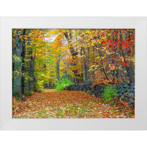 USA-New Hampshire leaf covered lane Autumn colors and stone fence White Modern Wood Framed Art Print by Gulin, Sylvia