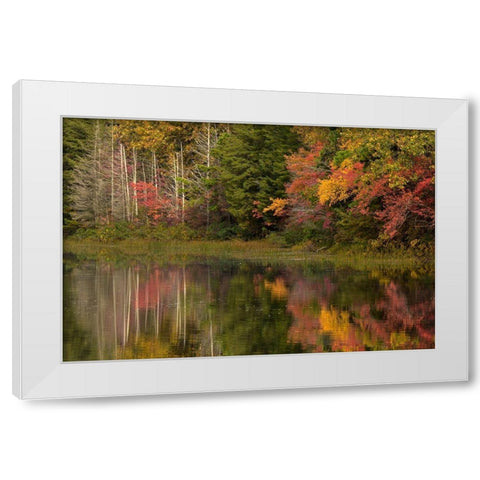 New Jersey-Wharton State Forest Lake and forest in autumn  White Modern Wood Framed Art Print by Jaynes Gallery