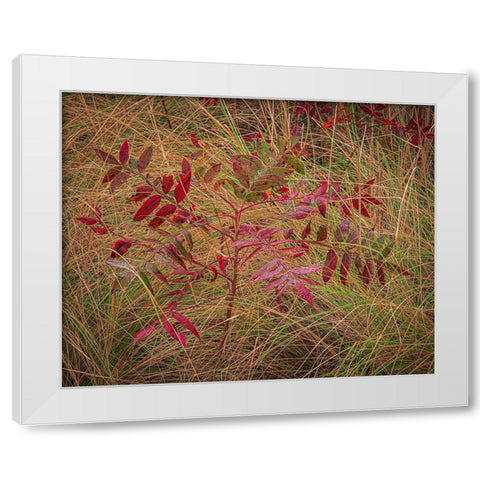 USA-New Jersey-Cape May National Seashore Autumn colors on marsh sapling White Modern Wood Framed Art Print by Jaynes Gallery