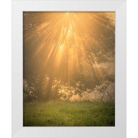 USA-New Jersey-Cape May National Seashore Sunrise sunbeams and tree scenic White Modern Wood Framed Art Print by Jaynes Gallery