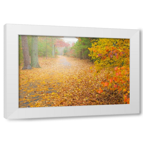 USA-New Jersey-Cape May Leaf-covered road through autumn forest White Modern Wood Framed Art Print by Jaynes Gallery