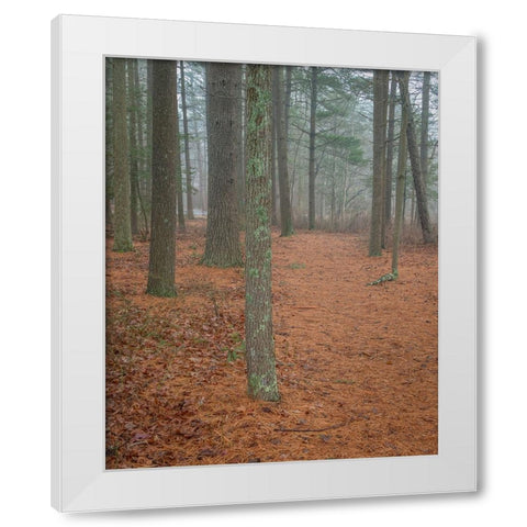 USA-New Jersey-Pine Barrens National Preserve Foggy forest landscape White Modern Wood Framed Art Print by Jaynes Gallery