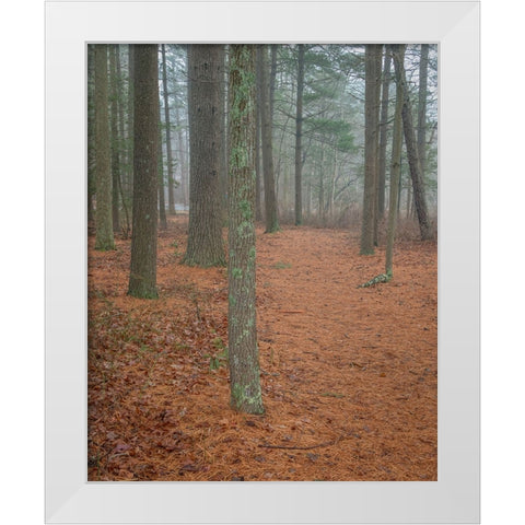 USA-New Jersey-Pine Barrens National Preserve Foggy forest landscape White Modern Wood Framed Art Print by Jaynes Gallery
