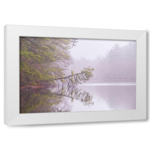 USA-New Jersey-Pine Barrens National Preserve Foggy forest landscape reflects in lake White Modern Wood Framed Art Print by Jaynes Gallery