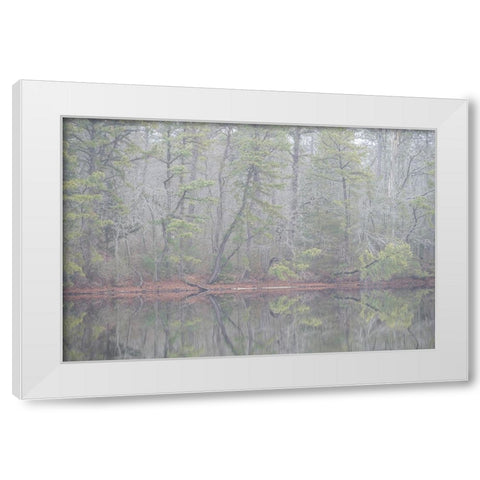 USA-New Jersey-Pine Barrens National Preserve Foggy forest landscape reflects in lake White Modern Wood Framed Art Print by Jaynes Gallery