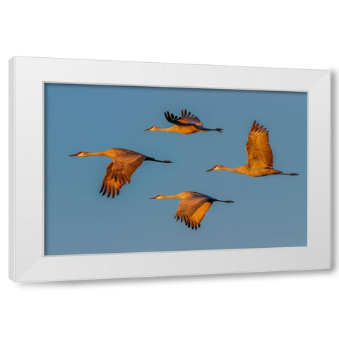 Sandhill crane flying Bosque del Apache National Wildlife Refuge-New Mexico White Modern Wood Framed Art Print by Jones, Adam