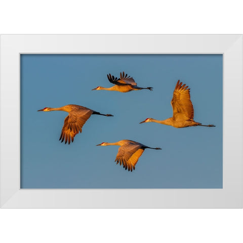 Sandhill crane flying Bosque del Apache National Wildlife Refuge-New Mexico White Modern Wood Framed Art Print by Jones, Adam