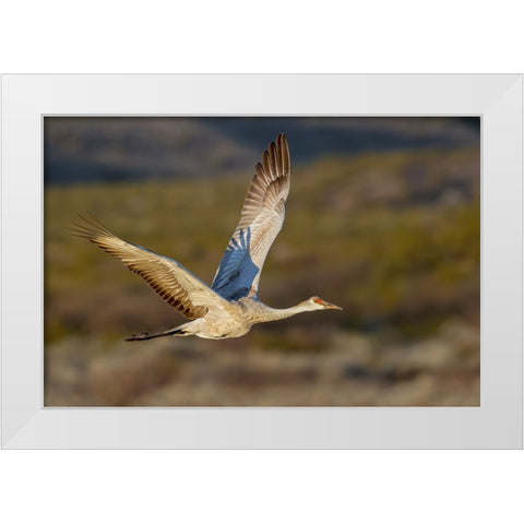 Sandhill crane flying Bosque del Apache National Wildlife Refuge-New Mexico White Modern Wood Framed Art Print by Jones, Adam