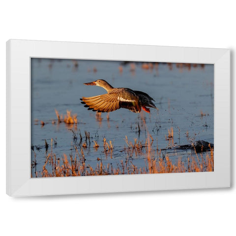 Female Northern shoveler flying Bosque del Apache National Wildlife Refuge-New Mexico White Modern Wood Framed Art Print by Jones, Adam