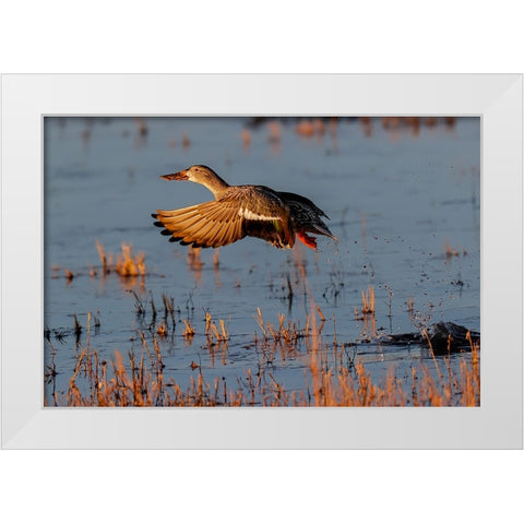 Female Northern shoveler flying Bosque del Apache National Wildlife Refuge-New Mexico White Modern Wood Framed Art Print by Jones, Adam