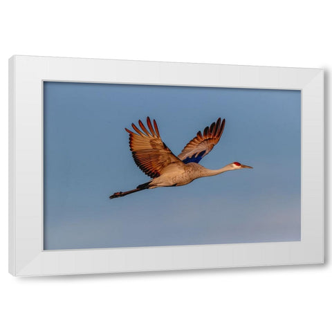 Sandhill crane flying Bosque del Apache National Wildlife Refuge-New Mexico White Modern Wood Framed Art Print by Jones, Adam