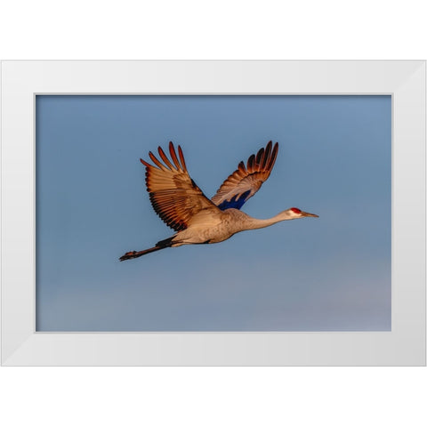 Sandhill crane flying Bosque del Apache National Wildlife Refuge-New Mexico White Modern Wood Framed Art Print by Jones, Adam