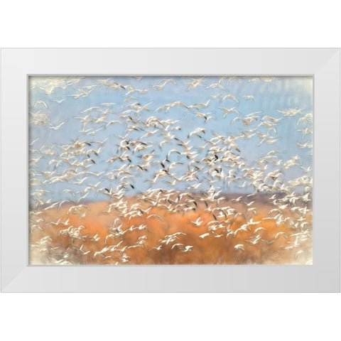 Painting effect on snow geese flying Bosque del Apache National Wildlife Refuge-New Mexico White Modern Wood Framed Art Print by Jones, Adam