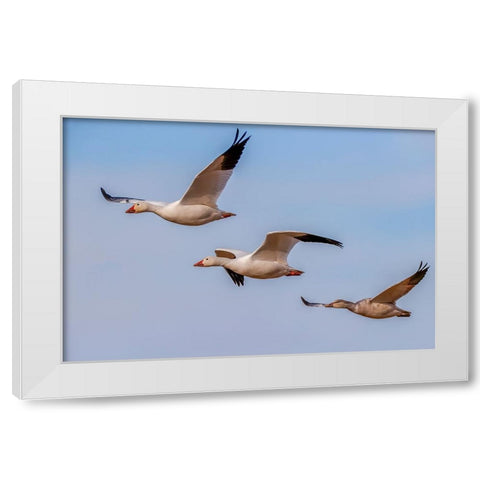 Snow geese flying Bosque del Apache National Wildlife Refuge-New Mexico White Modern Wood Framed Art Print by Jones, Adam