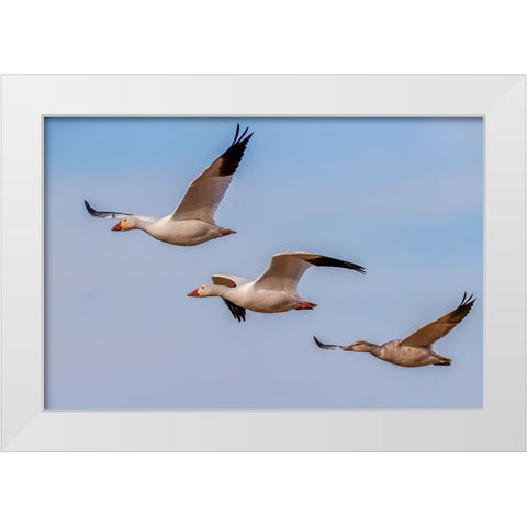Snow geese flying Bosque del Apache National Wildlife Refuge-New Mexico White Modern Wood Framed Art Print by Jones, Adam