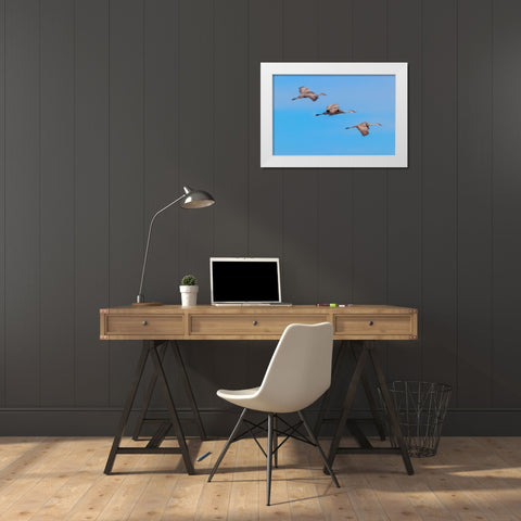 Sandhill cranes flying Bosque del Apache National Wildlife Refuge-New Mexico White Modern Wood Framed Art Print by Jones, Adam