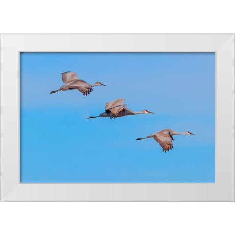 Sandhill cranes flying Bosque del Apache National Wildlife Refuge-New Mexico White Modern Wood Framed Art Print by Jones, Adam