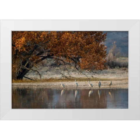 Sandhill cranes and reflection Bosque del Apache National Wildlife Refuge-New Mexico White Modern Wood Framed Art Print by Jones, Adam
