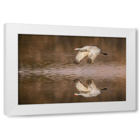 Sandhill crane flying Bosque del Apache National Wildlife Refuge-New Mexico White Modern Wood Framed Art Print by Jones, Adam