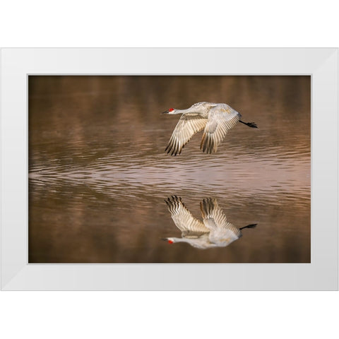 Sandhill crane flying Bosque del Apache National Wildlife Refuge-New Mexico White Modern Wood Framed Art Print by Jones, Adam