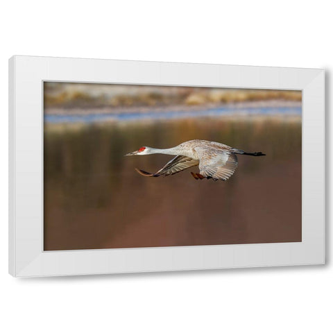 Sandhill crane flying Bosque del Apache National Wildlife Refuge-New Mexico White Modern Wood Framed Art Print by Jones, Adam