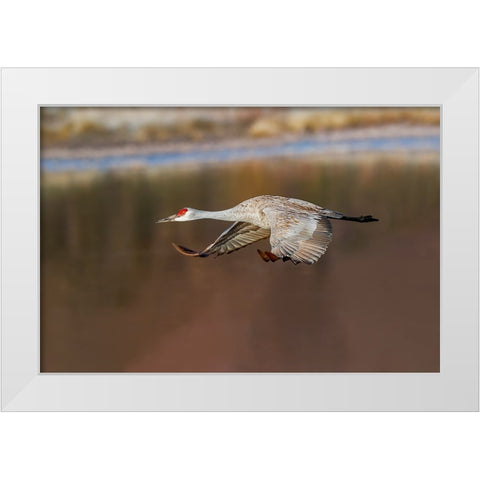 Sandhill crane flying Bosque del Apache National Wildlife Refuge-New Mexico White Modern Wood Framed Art Print by Jones, Adam