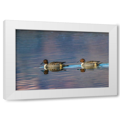 Male and female Northern pintail ducks Bosque del Apache National Wildlife Refuge-New Mexico White Modern Wood Framed Art Print by Jones, Adam