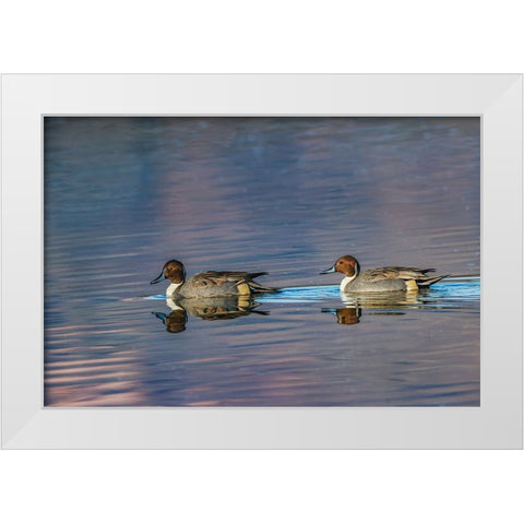 Male and female Northern pintail ducks Bosque del Apache National Wildlife Refuge-New Mexico White Modern Wood Framed Art Print by Jones, Adam